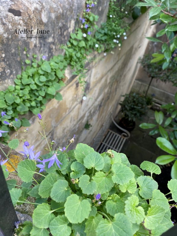 イギリスの街の花、イギリス花留学、