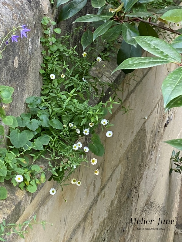 イギリスの街の花、イギリス花留学、