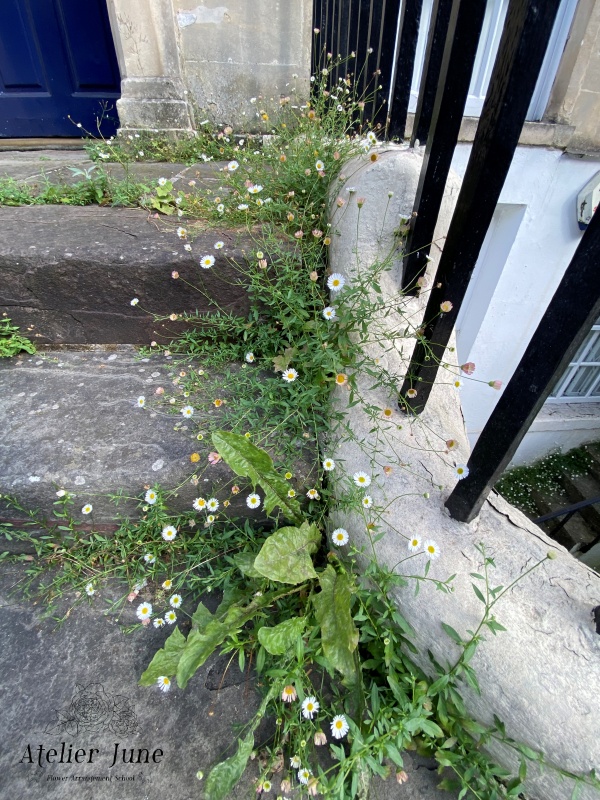 イギリスの街の花、イギリス花留学、